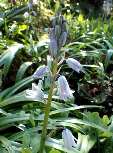 <i>Hyacinthoides hispanica</i> (Mill.) Rothm., 1944 © O. Roquinarc'h