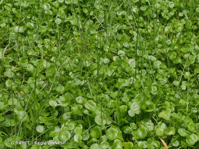 <i>Hydrocotyle bonariensis</i> Lam., 1789 © G.PAYET - Régie RNNESP