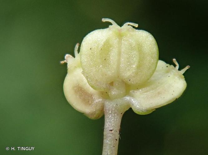 <i>Hydrocotyle vulgaris</i> L., 1753 © H. TINGUY