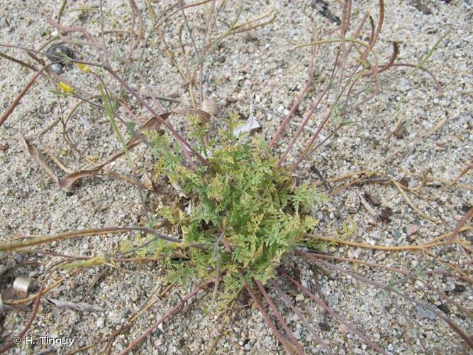 <i>Hypecoum procumbens</i> L., 1753 © H. Tinguy