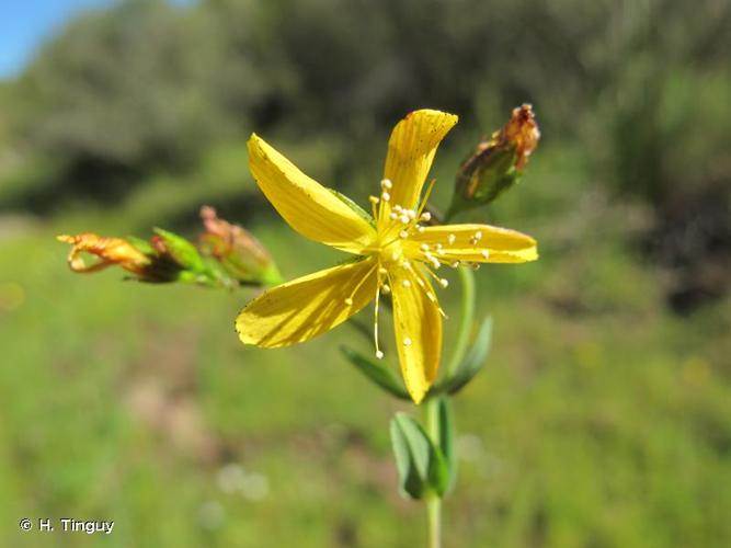 <i>Hypericum australe</i> Ten., 1826 © H. Tinguy