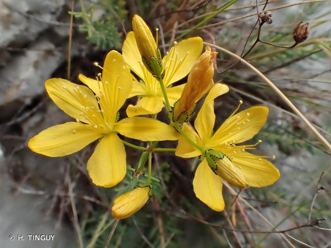 <i>Hypericum coris</i> L., 1753 © H. TINGUY