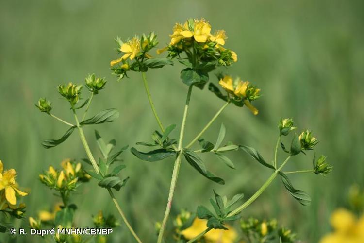 <i>Hypericum </i>x<i> desetangsii</i> Lamotte, 1874 [nom. et typ. cons.] © R. Dupré MNHN/CBNBP