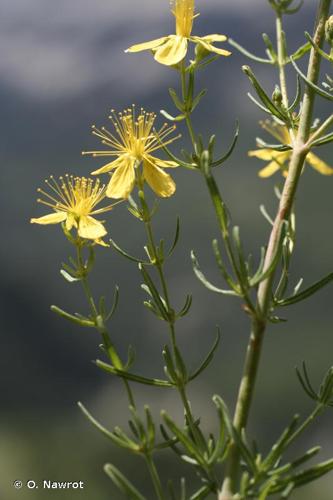 <i>Hypericum hyssopifolium</i> Chaix, 1785 © O. Nawrot