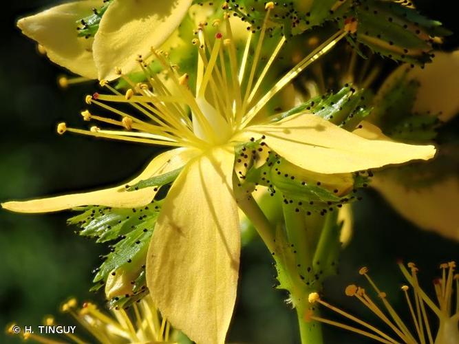 <i>Hypericum montanum</i> L., 1755 © H. TINGUY