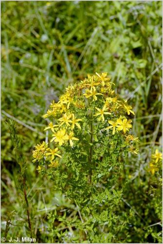 <i>Hypericum perforatum</i> L., 1753 © 