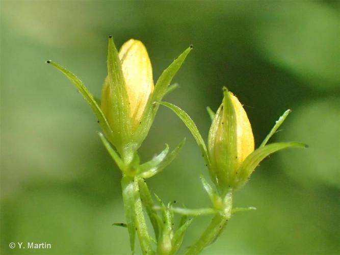 <i>Hypericum tetrapterum</i> Fr., 1823 © 