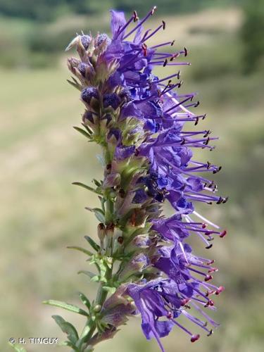 <i>Hyssopus officinalis</i> L., 1753 © H. TINGUY