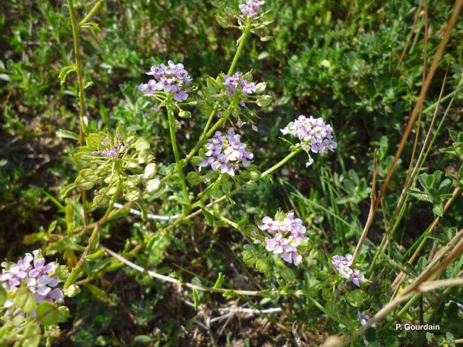 <i>Iberis amara</i> L., 1753 © P. Gourdain