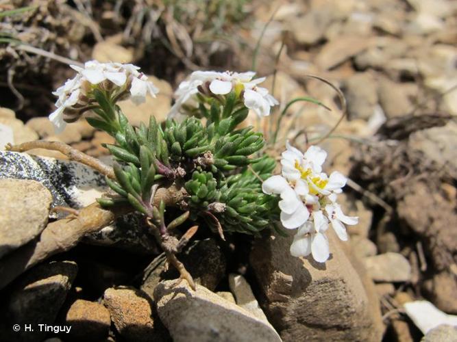 <i>Iberis saxatilis</i> L., 1756 © H. Tinguy