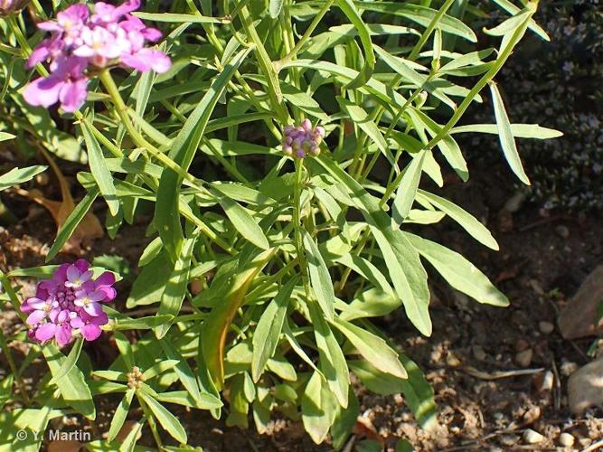 <i>Iberis umbellata</i> L., 1753 © 