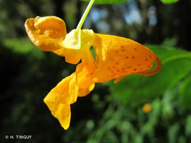 <i>Impatiens capensis</i> Meerb., 1775 © H. TINGUY