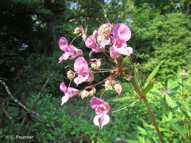 <i>Impatiens glandulifera</i> Royle, 1833 © C. Fournier