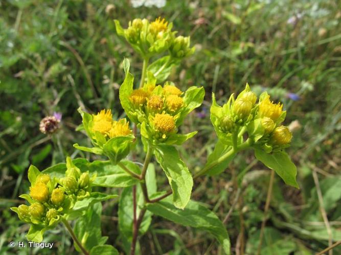 <i>Inula bifrons</i> (L.) L., 1763 © H. Tinguy