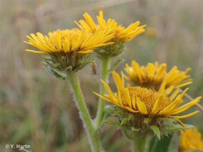 <i>Inula britannica</i> L., 1753 © 