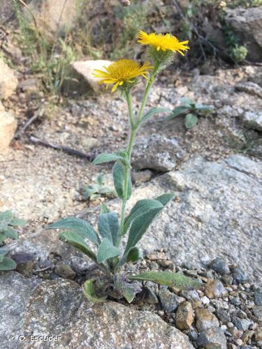 <i>Inula helenioides</i> DC., 1815 © O. Escuder