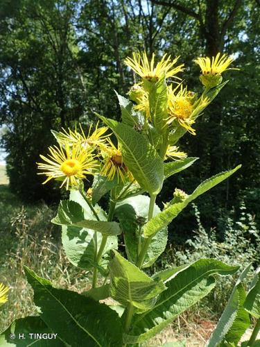 <i>Inula helenium</i> L., 1753 © H. TINGUY