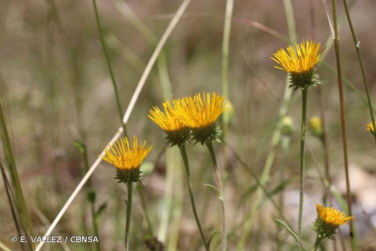 <i>Inula montana</i> L., 1753 © E. VALLEZ / CBNSA