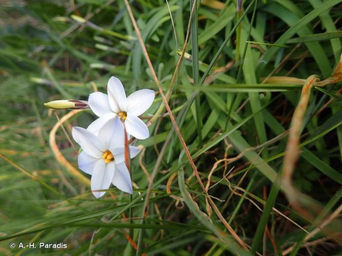 <i>Ipheion uniflorum</i> (Lindl.) Raf., 1837 © A.-H. Paradis