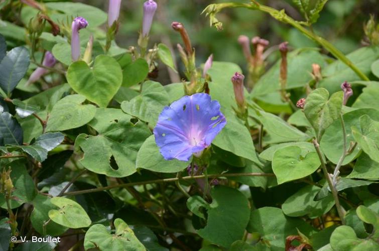 <i>Ipomoea indica</i> (Burm.) Merr., 1917 © V. Boullet