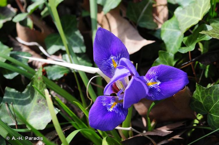 <i>Iris unguicularis</i> Poir., 1789 © A.-H. Paradis