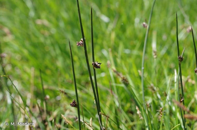 <i>Juncus arcticus</i> Willd., 1799 © M. Mistarz