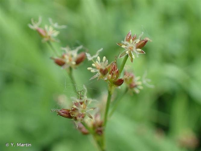 <i>Juncus articulatus</i> L., 1753 © Y. Martin