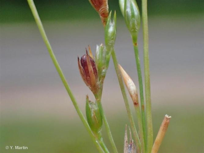 <i>Juncus bufonius</i> L., 1753 © 