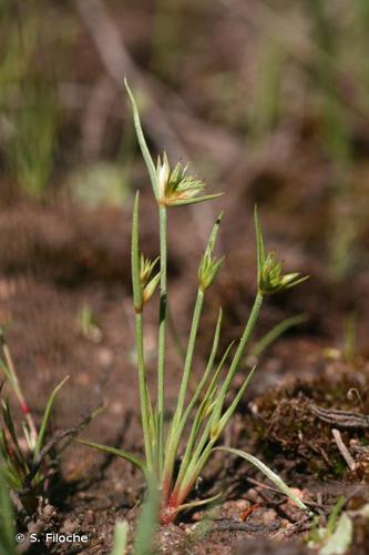 <i>Juncus capitatus</i> Weigel, 1772 © S. Filoche