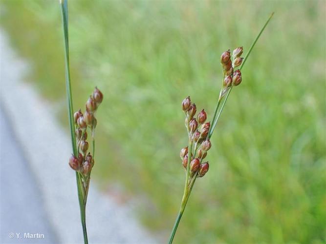 <i>Juncus compressus</i> Jacq., 1762 © 