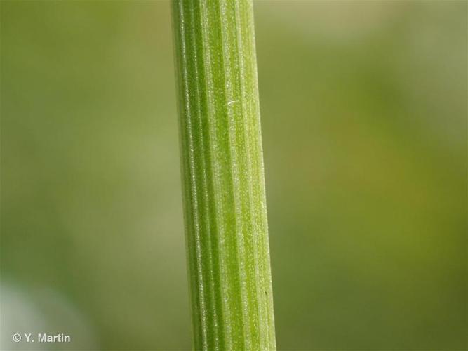 <i>Juncus conglomeratus</i> L., 1753 © 