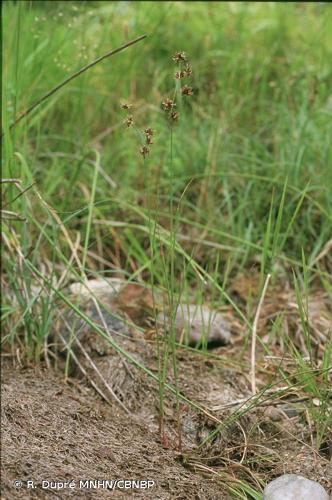 <i>Juncus striatus</i> Schousb. ex E.Mey., 1822 © R. Dupré MNHN/CBNBP