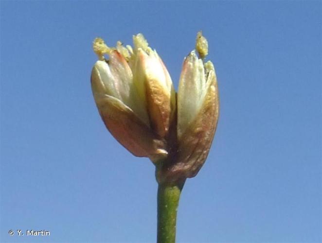 <i>Juncus triglumis</i> L., 1753 © Y. Martin