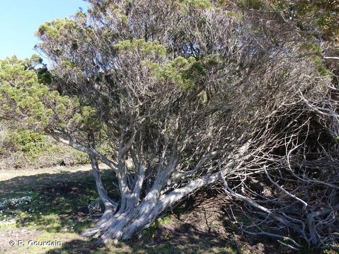 <i>Juniperus phoenicea</i> L., 1753 © P. Gourdain