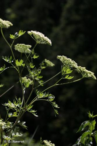 <i>Katapsuxis silaifolia</i> (Jacq.) Raf., 1840 © O. Nawrot