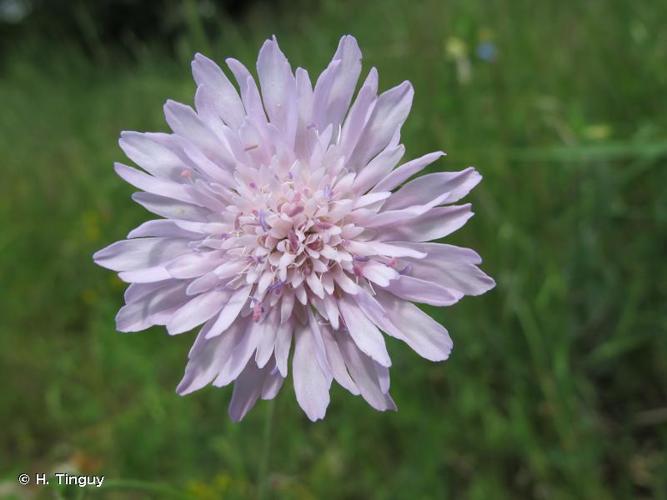 <i>Knautia integrifolia</i> (L.) Bertol., 1836 © H. Tinguy