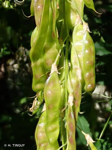 <i>Laburnum alpinum</i> (Mill.) Bercht. & J.Presl, 1835 © H. TINGUY