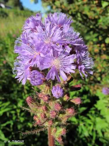 <i>Lactuca alpina</i> (L.) Benth. & Hook.f., 1876 © H. TINGUY