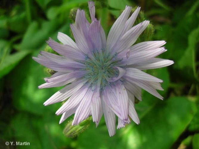 <i>Lactuca macrophylla</i> (Willd.) A.Gray, 1847 © 