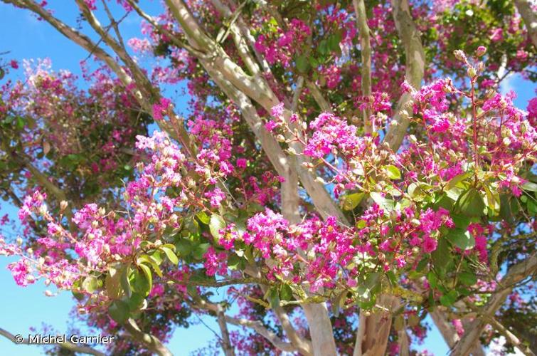 <i>Lagerstroemia indica</i> L., 1759 © Michel Garnier