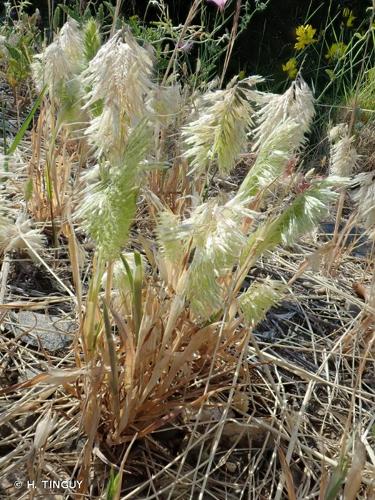 <i>Lamarckia aurea</i> (L.) Moench, 1794 © H. TINGUY