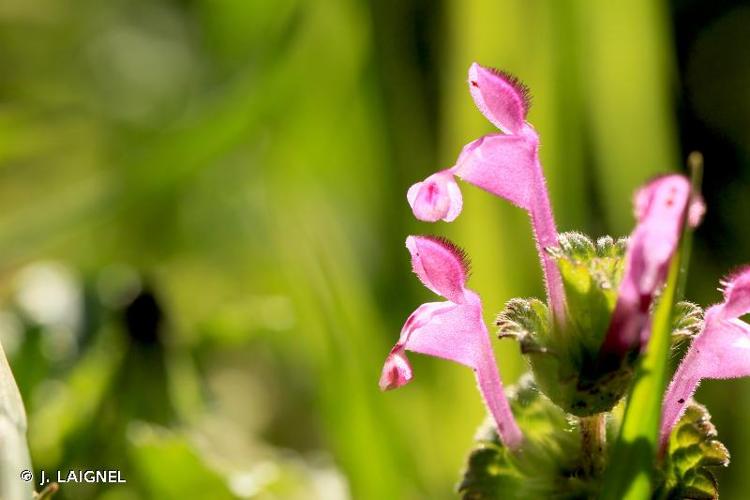 <i>Lamium amplexicaule</i> L., 1753 © J. LAIGNEL