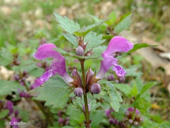 <i>Lamium maculatum</i> (L.) L., 1763 © 