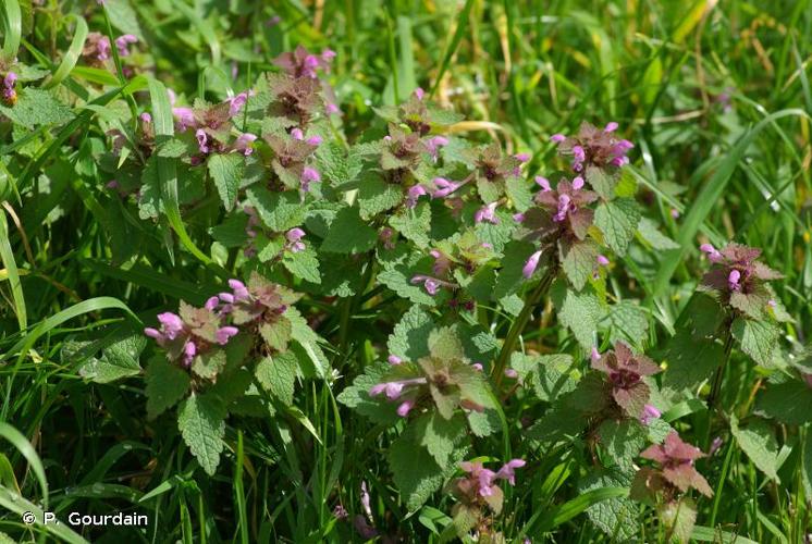 <i>Lamium purpureum</i> L., 1753 © P. Gourdain