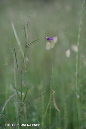 <i>Lathyrus angulatus</i> L., 1753 © R. Dupré MNHN/CBNBP