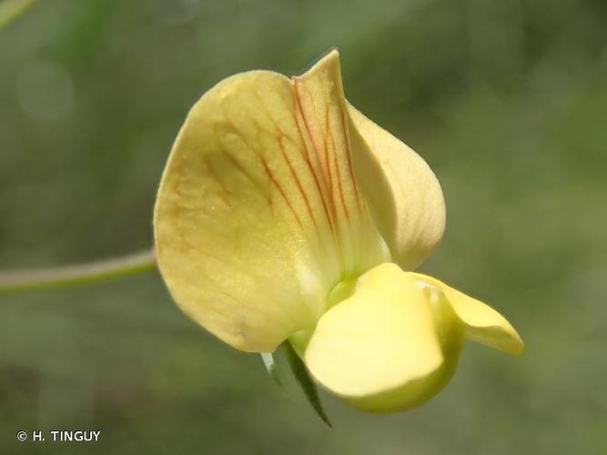 <i>Lathyrus annuus</i> L., 1753 © H. TINGUY