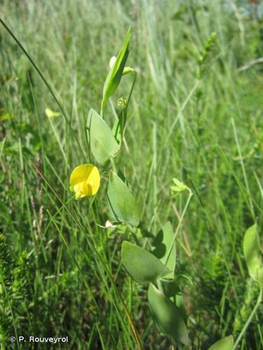 <i>Lathyrus aphaca</i> L., 1753 © P. Rouveyrol