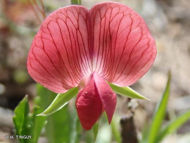 <i>Lathyrus cicera</i> L., 1753 © H. TINGUY