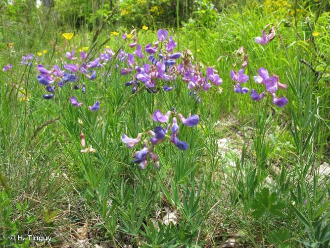 <i>Lathyrus filiformis</i> (Lam.) J.Gay, 1857 © H. Tinguy