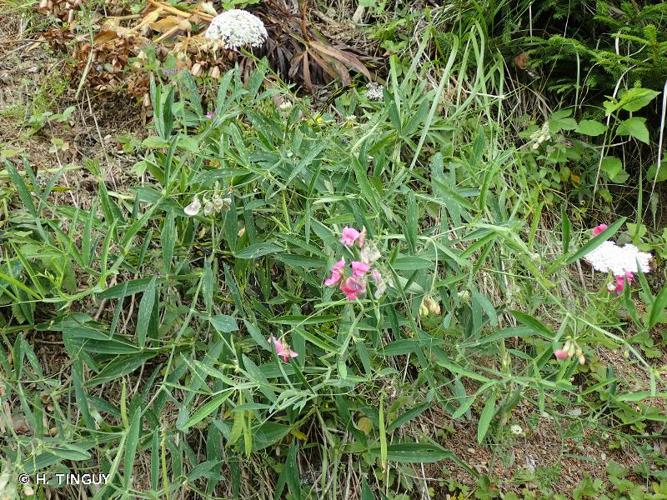 <i>Lathyrus heterophyllus</i> L., 1753 © H. TINGUY